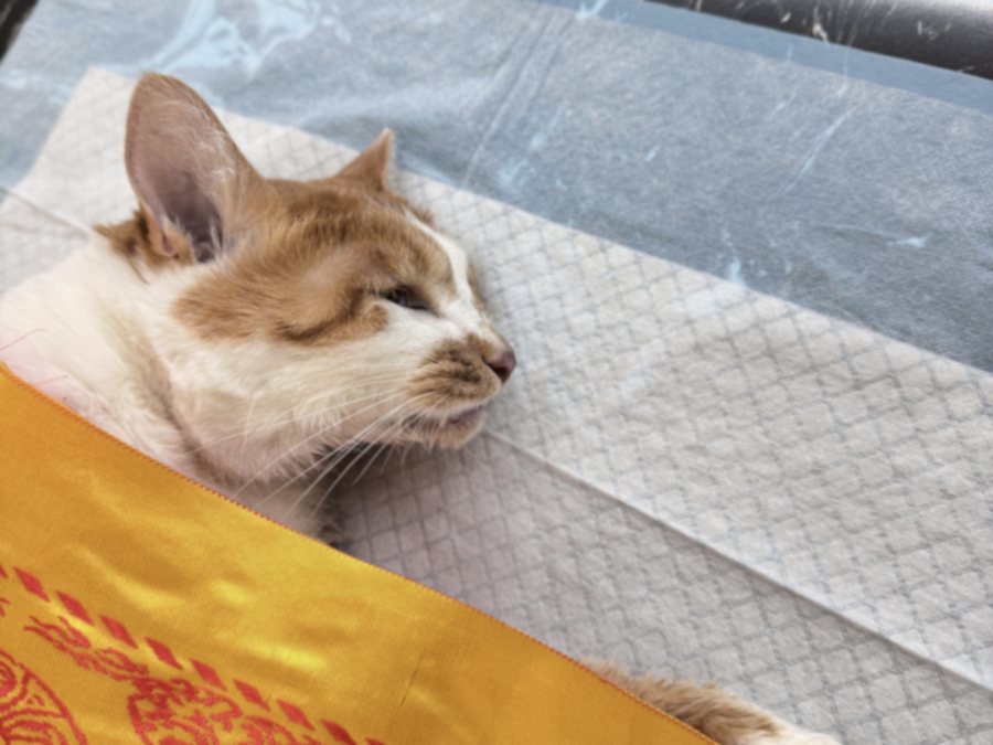 双手轻托猫咪 paws 的温暖瞬间